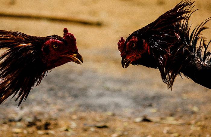 Mengenal Dua Jenis Sabung Ayam Online