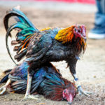 Kendala Bermain Judi Sabung Ayam Online Harus Dihindari