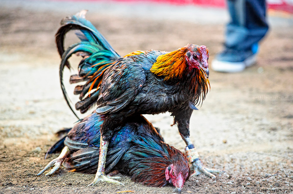 Kendala Bermain Judi Sabung Ayam Online Harus Dihindari